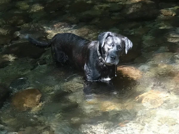Beautiful Black Dog Standing Water River — стоковое фото