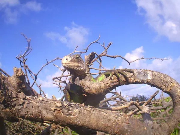Brown Iguana His Branch — Stockfoto