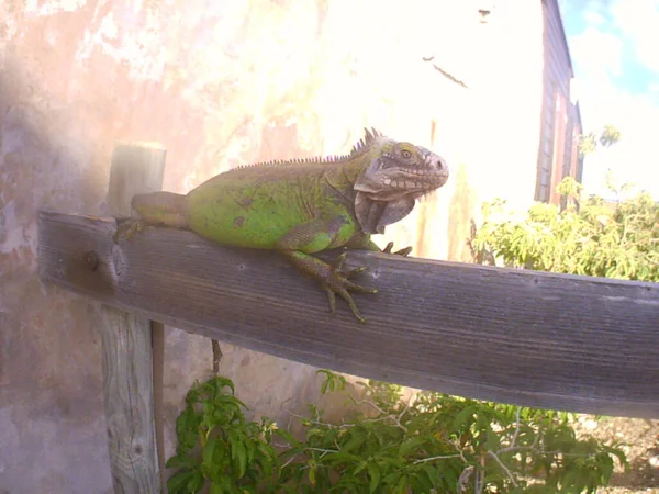 Uma Iguana Verde Seu Ramo — Fotografia de Stock