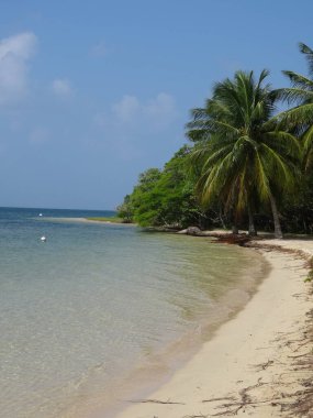 Beyaz kumsal, palmiye ağacı ve turkuaz deniz.