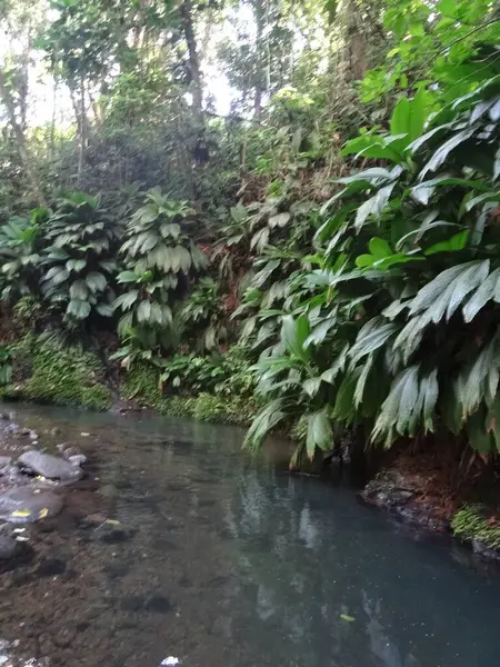 Fiume Scorre Attraverso Lussureggiante Foresta Pluviale — Foto Stock