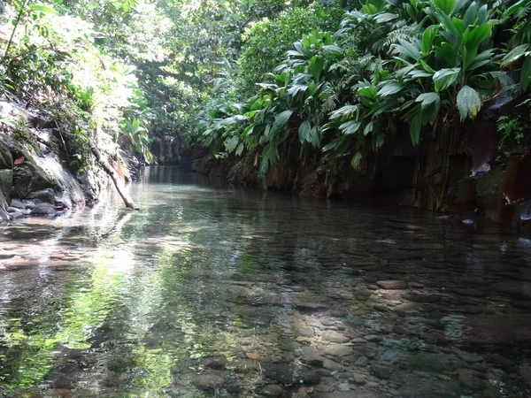 Річка Тече Крізь Пишні Тропічні Ліси — стокове фото