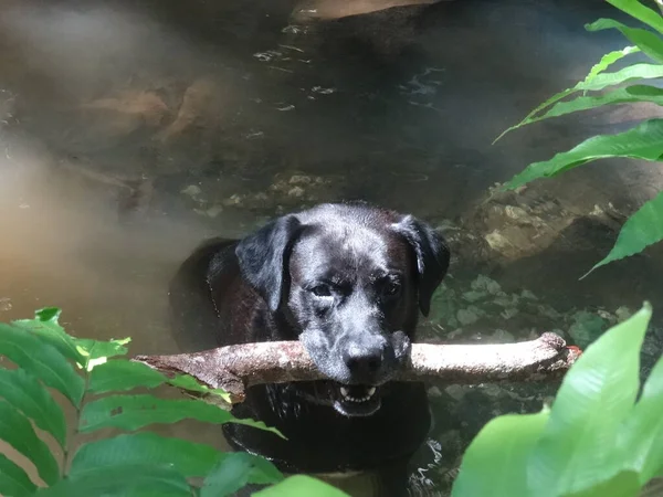 Een Mooie Zwarte Hond Zittend Rivier Met Zijn Grote Stok Stockfoto
