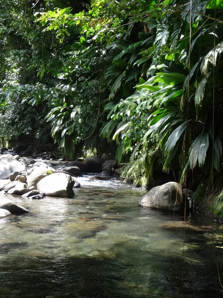 川は緑豊かな熱帯雨林を流れる — ストック写真
