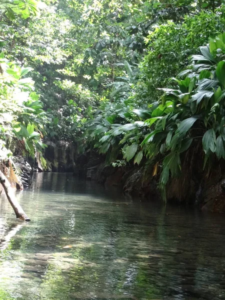 Der Fluss Fließt Durch Den Üppigen Regenwald — Stockfoto