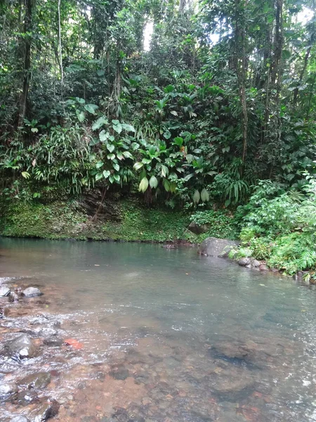 Der Fluss Fließt Durch Den Üppigen Regenwald — Stockfoto