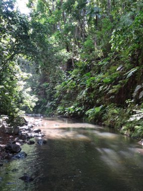 Nehir yemyeşil yağmur ormanlarından akar.