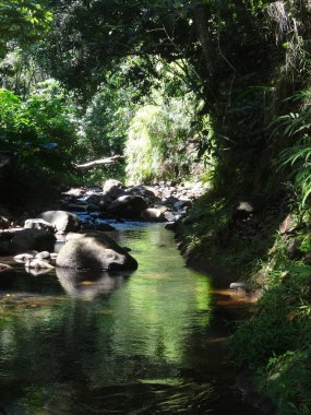 Nehir yemyeşil yağmur ormanlarından akar.
