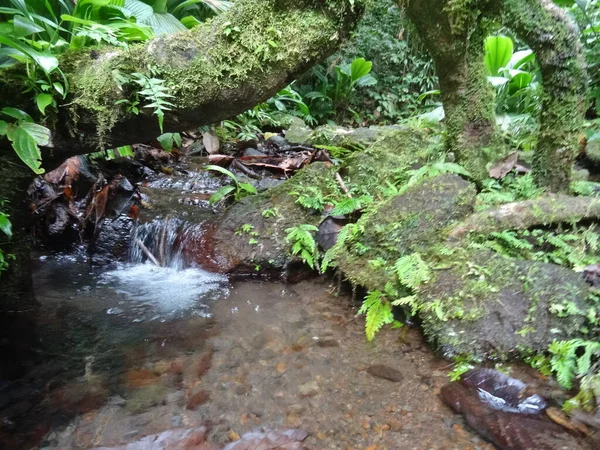 Ein Kleiner Wasserfall Üppigen Regenwald — Stockfoto