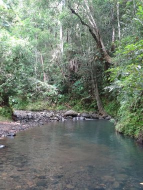 Nehir yemyeşil yağmur ormanlarından akar.