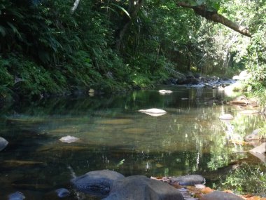 Sakin nehir yemyeşil yağmur ormanlarından akar.