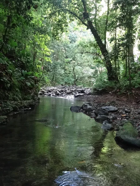 Тиха Річка Тече Крізь Пишні Зелені Тропічні Ліси — стокове фото