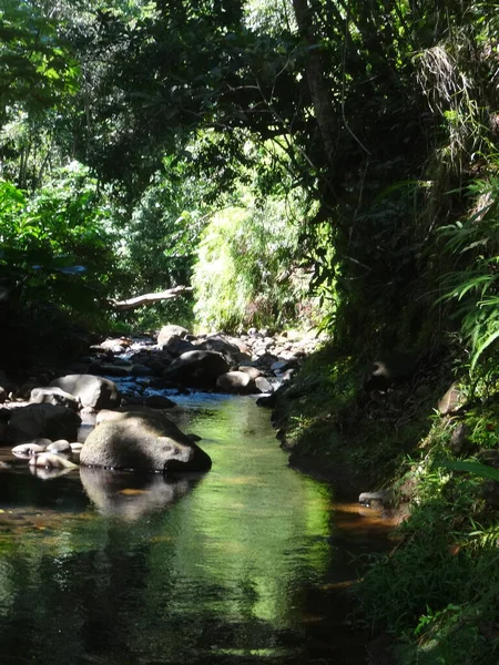 Fiume Calmo Scorre Attraverso Lussureggiante Foresta Pluviale Verde — Foto Stock