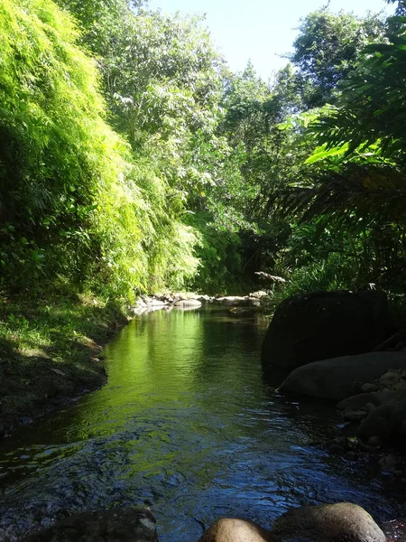 緑豊かな熱帯雨林を流れる穏やかな川 — ストック写真