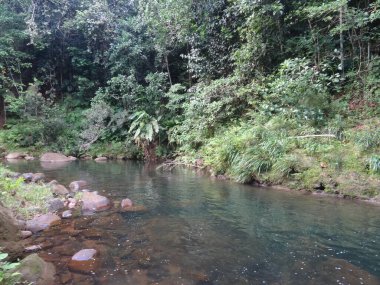 Nehir sakin ve yemyeşil tropikal ormanda akıyor.