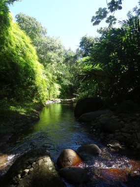 Nehir sakin ve yemyeşil tropikal ormanda akıyor.