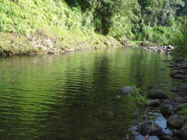 Nehir sakin ve yemyeşil tropikal ormanda akıyor.