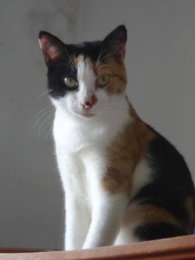 Çok renkli güzel bir kedinin portresi oturuyor.