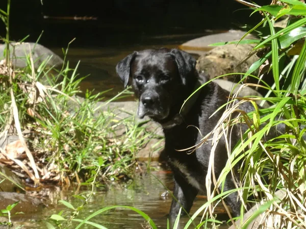 一条漂亮的黑狗坐在河边的草地上 — 图库照片