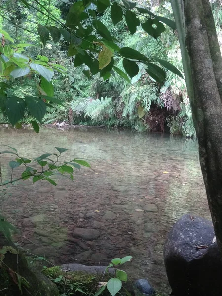 Bir nehir, yemyeşil yağmur ormanlarından akar.
