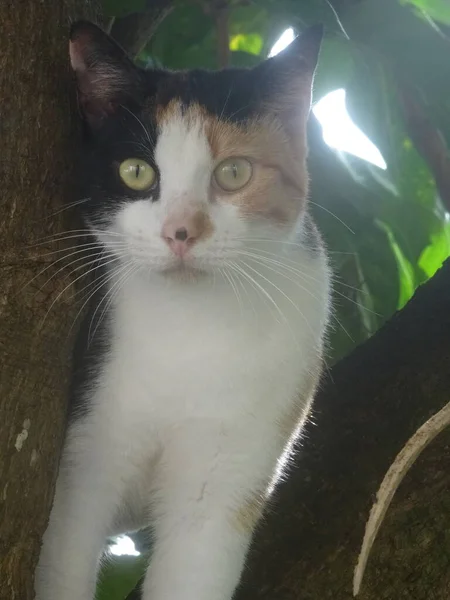 Προσωπογραφία Μιας Νεαρής Πολύχρωμης Γάτας Ένα Δέντρο — Φωτογραφία Αρχείου