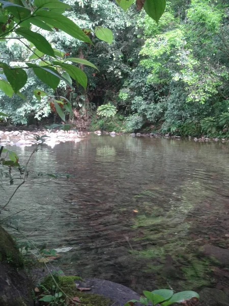Nehir yemyeşil yağmur ormanlarından akar.