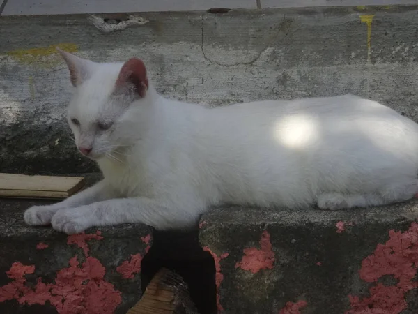Egy Aranyos Kis Fehér Macska Fekszik Lépcsőn — Stock Fotó