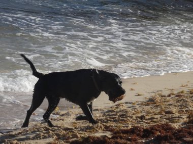 Büyük siyah bir köpek denizden çıkar.