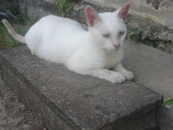 Pequeno Gato Branco Deitado Sobre Uma Pedra — Fotografia de Stock