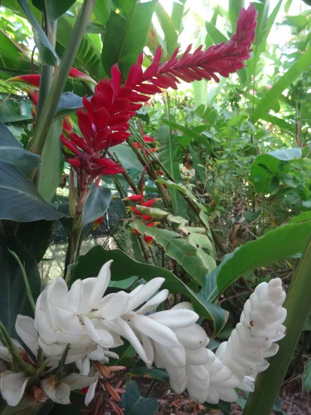 Fleurs Tropicales Rouges Blanches — Photo