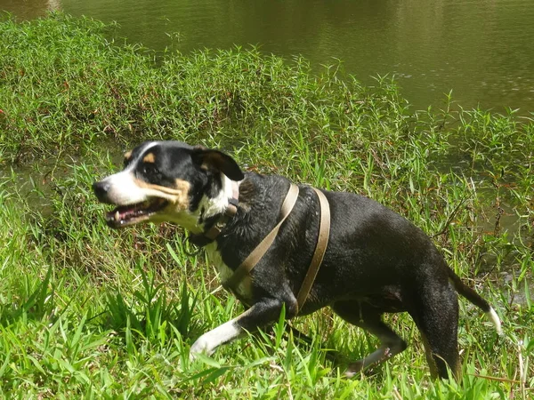 Ein Schöner Schwarz Weißer Hund Läuft Auf Einem Feld — Stockfoto