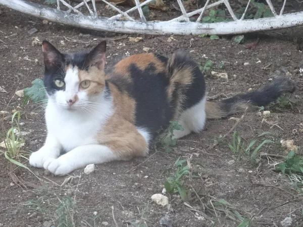 Pequeño Gato Multicolor Yaciendo Jardín — Foto de Stock