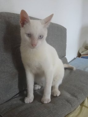 Kanepede oturan mavi gözlü beyaz bir kedinin portresi.