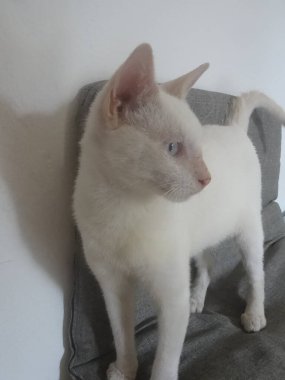 Kanepede duran küçük beyaz bir kedinin portresi