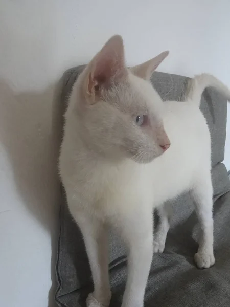 Retrato Pequeño Gato Blanco Pie Sofá — Foto de Stock