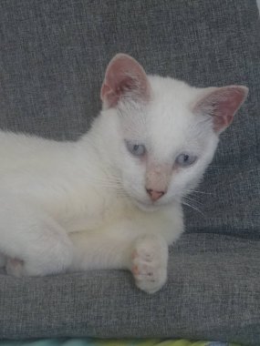 Mavi gözlü beyaz bir kedinin portresi.