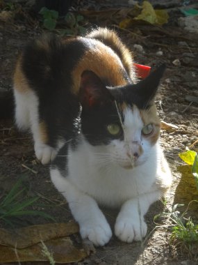 Genç, çok renkli bir kedi yerde yatıyor.