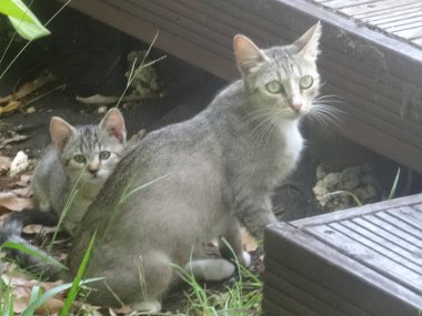 Yavrusunun önünde oturan anne bir kedi.