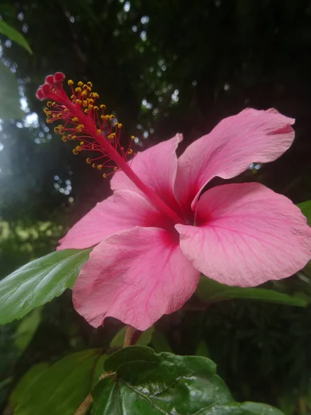 Une Fleur Hibiscus Rose Tropical — Photo