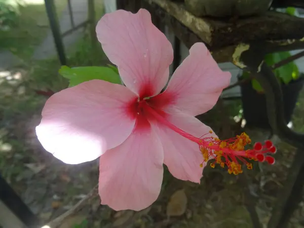 Une Fleur Hibiscus Rose Tropical — Photo