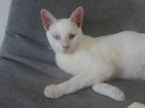 Retrato Jovem Gato Branco Deitado — Fotografia de Stock