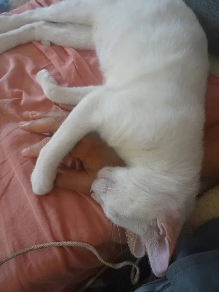 Gato Blanco Joven Está Durmiendo — Foto de Stock