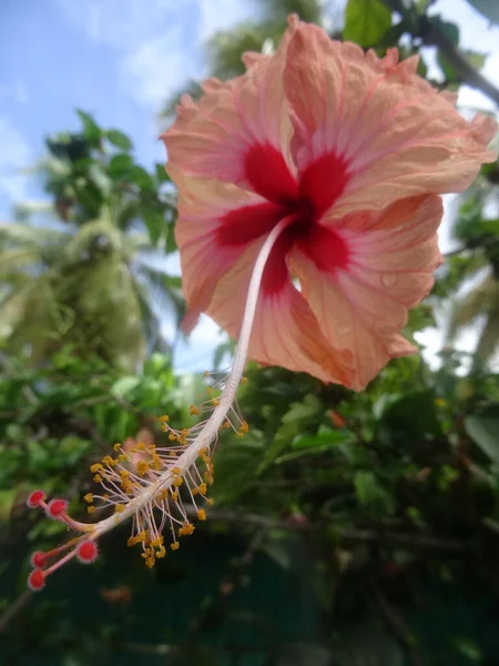 Une Fleur Hibiscus Rose Tropical — Photo