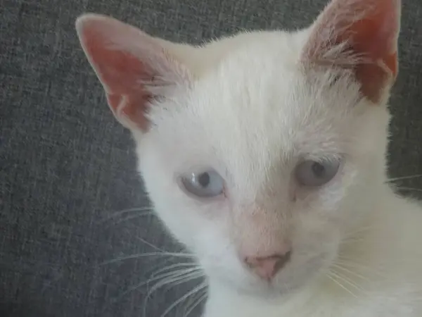 Portrét Mladé Bílé Kočky Modrýma Očima — Stock fotografie