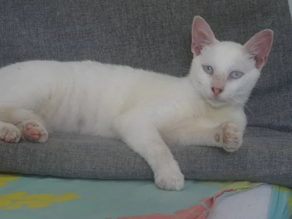 Portrait Young White Cat Blue Eyes Lying — Foto de Stock