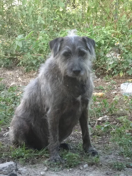 Oturan Küçük Gri Bir Köpeğin Portresi — Stok fotoğraf