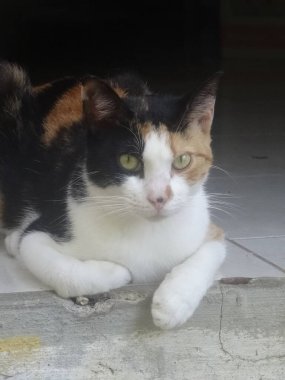 Çok renkli bir kedinin portresi yalan söylüyor.