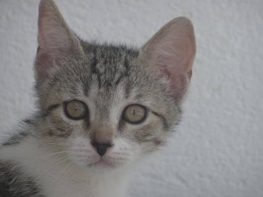 Genç gri kedi portresi