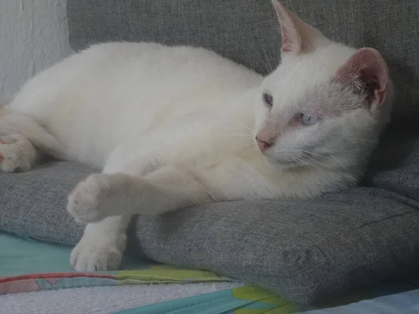 Small White Cat Blue Eyes Lying Sofa — Foto de Stock