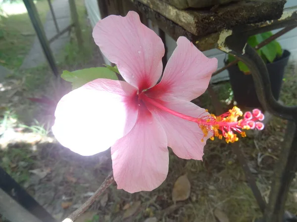 Фото Тропического Розового Цветка Гибискуса — стоковое фото